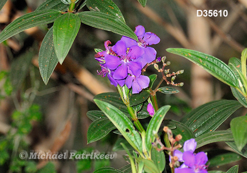 Tibouchina granulosa